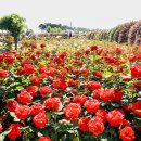 장미공연장 이미지