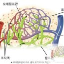 물과 림프 순환 이미지