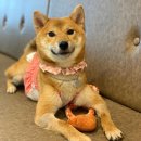 멍화만사성 이미지