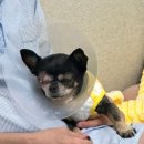 정 동물병원 | 13살 노견 강아지 안와종양으로 안구적출술 진행한 후기/[수원 권앤정24시동물병원]