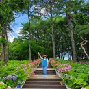 서울 노원구 초안산수국동산 - 초안산 산행 (2025. 06. 14)