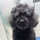 이다애견미용실 이미지