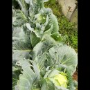 경빈농장 이미지