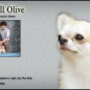 윈터펠 치와와 이미지