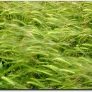 제주 올레길 10코스 이미지