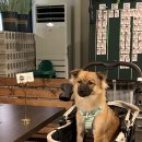 혜민식당 | 화성 반려동물 동반 식당 :: 넓은 운동장이 있는 커들 스테이크하우스 방문 후기