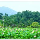 연꽃단지 이미지