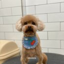 호야네애견샵 이미지