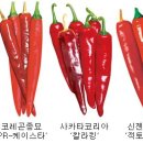 신젠타코리아 | [2017년 고추종자 지상전]‘칼라병’에 강한 품종이 대세