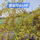 보리수농장 | 보리수 수확시기 효능 기관지 염증완화 청만들기 후기