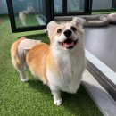 애견호텔 이미지