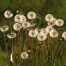 동양목초 이미지