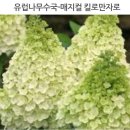 숙이