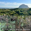 서동로 | 제주 서귀포 가볼만한곳 화순곶자왈 생태탐방숲길 솔직후기