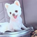 주문진미용실 | [강릉 애견동반 여행] 주문진 애견미용실 '루루밍' 내돈내산 대만족 후기! / 강아지랑여행가기 꿀팁