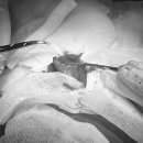 24시하나린동물의료센터 이미지