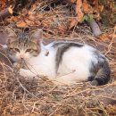 월악편의점 | [ 월악휴게소 리뷰 ]