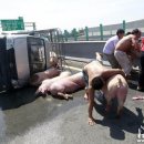 돼지나라돼지한마리 이미지