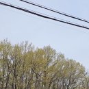 야은로-5 이미지