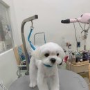 몽글댕글 이미지