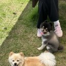 도그베이 오산점 이미지