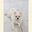 미용사(중급) | 김해 애견미용학원은 실습이 다르니 결과가 다릅니다! 자격증+취업 로드맵 공개!