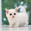 도레미캣 고양이분양 남양주 다산점 이미지