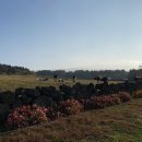 와가목장 이미지