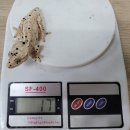 잉크크레스티드