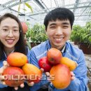 중부팜