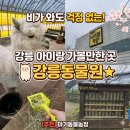 방은농장 | 비가와도 걱정 없는 강릉 아이랑 가볼만한 곳 강릉동물원 아기동물농장 추천