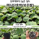 농업회사법인성문주식회사-수입 | 미니 단호박(보우짱 모종 구입)