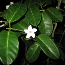 쟈스민2 이미지