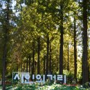 중앙로 메타세콰이아길 이미지