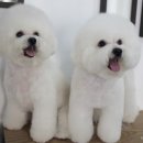 비쇼네 이미지