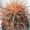 수원-0943 이미지