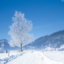 이성원 - 겨울나무 이미지
