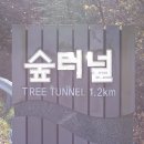 성판악입구 ↔ 숲터널입구 이미지