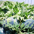 이진규농장 이미지