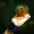 [BGM]해파리가 헤엄치는 호수.jpg 이미지