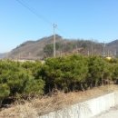 가온조경 Daum카페
