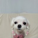 로이애견 이미지