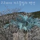 코코야자 키즈 풀빌라 펜션 이미지