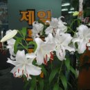 카사블랑카 Daum카페