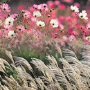 이동원의 가을 편지 이미지