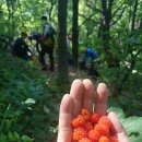 5월 창원지부산행-산딸기에 환장한 운석공환종주 이미지