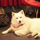 로얄동물메디컬센터 강동 이미지