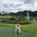 강아지정원 이미지