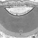 단세포 생물 프랑크톤에도 눈이 있다. 이미지