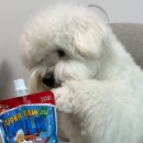 펫슈퍼24 | 강아지 펫밀크 추천｜산책 후 수분 보충! 슈퍼포우 펫밀크 내돈내산 후기🐶